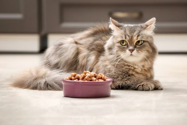 Điều trị dị ứng thực phẩm ở mèo