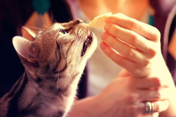 4 tác hại khi cho mèo ăn phô mai con bò cười
