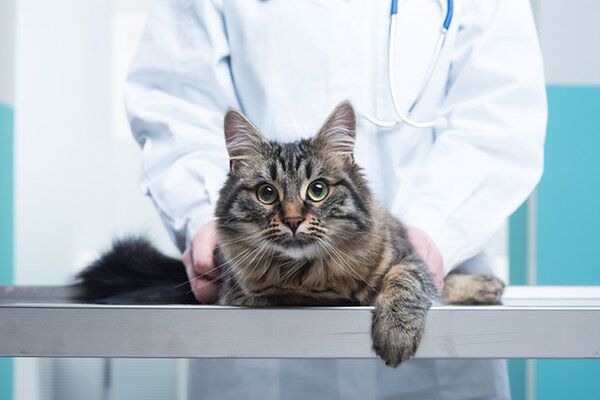 Đưa mèo đến gặp bác sĩ thú y