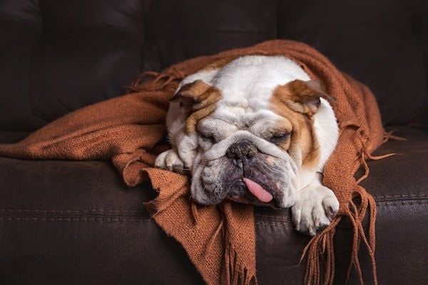 Tổng hợp một số nguyên nhân khiến chó bị cảm lạnh