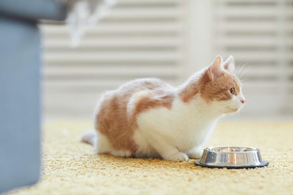 Vì sao mèo nhà thường gặp nhiều vấn đề về cân nặng hơn?