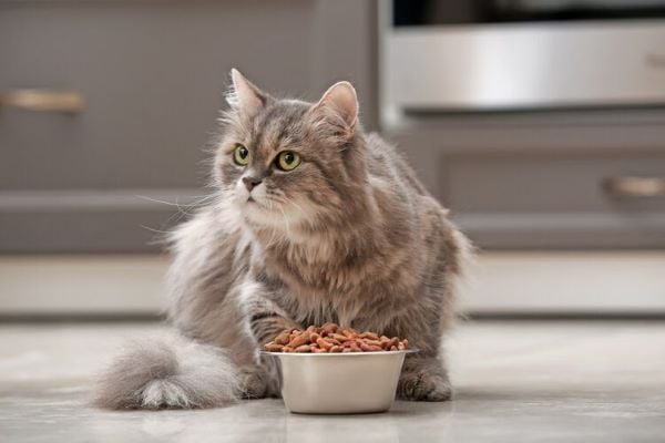 Sai lầm thứ nhất: Cho mèo ăn quá nhiều