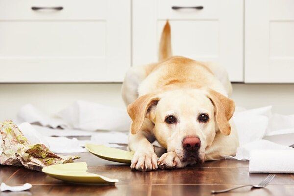 4 cách ngăn chó nhai, gặm đồ khi bạn vắng nhà