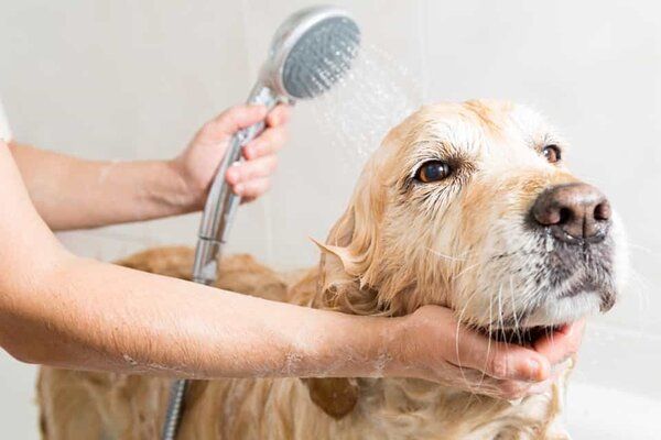 Lý do thứ ba: Chó có mùi hôi do ít được vệ sinh thường xuyên