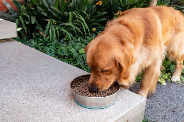 Xây dựng chế độ ăn uống hợp lý cho chó