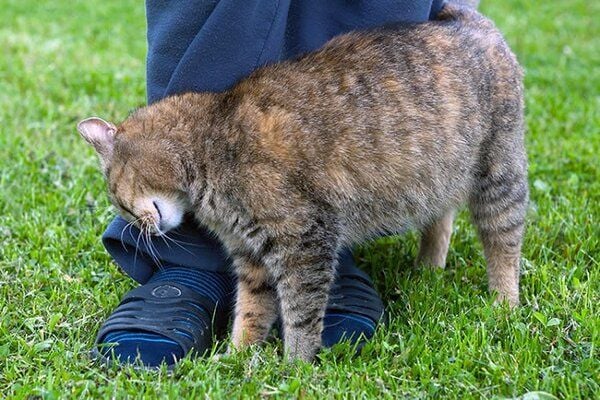 LÝ GIẢI HIỆN TƯỢNG: VÌ SAO MÈO LẠI CỌ VÀO NGƯỜI BẠN? – Pet Choy