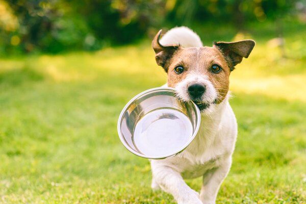 Nhịn ăn gián đoạn ở chó là gì?
