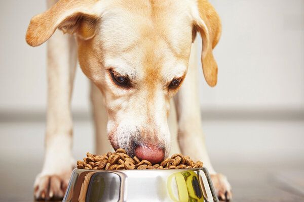 3 cách kiểm soát cân nặng mà chó cưng không cần nhịn ăn