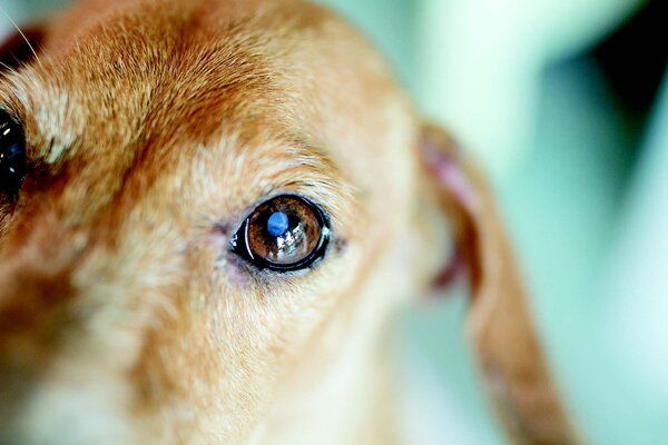 Lý giải: Đục thủy tinh thể ở chó là gì?