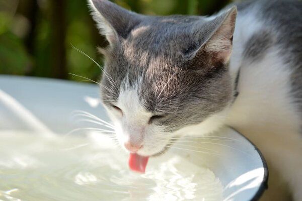Cách 2: Cho mèo uống đủ nước