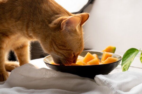 Cách 5: Cho mèo ăn khẩu phần hợp lý