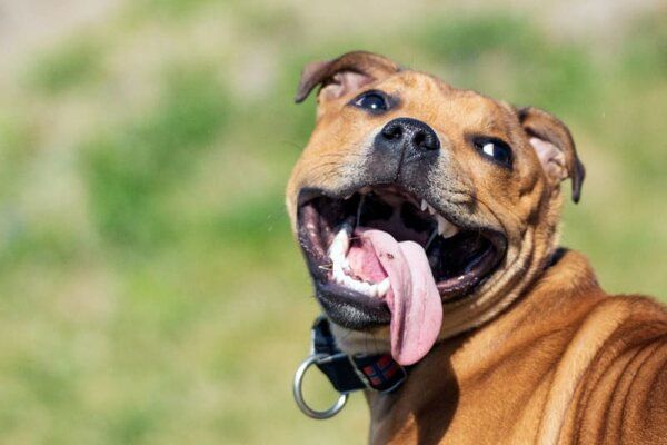 Mách bạn 3 cách giúp chó ngừa thở gấp lè lưỡi
