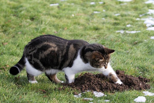 Mèo chôn thức ăn vì muốn dự trữ