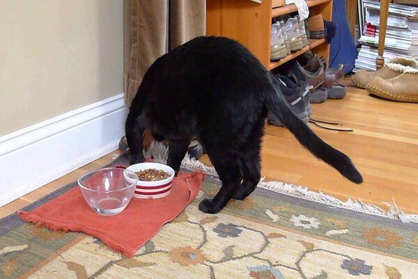 Mèo chôn thức ăn do không chịu nổi mùi
