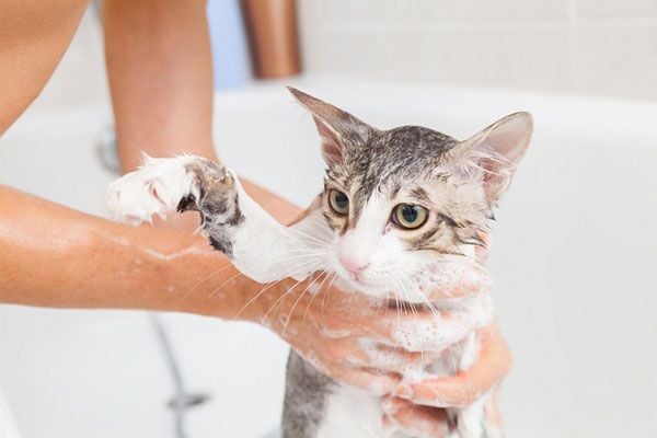 Mèo sợ nước do chúng… không thích nước