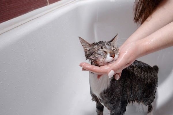 Mèo sợ nước do nước làm mất chất tiết