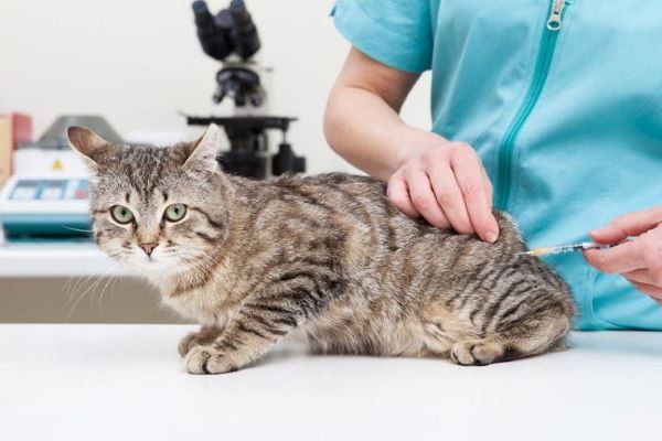 Cách phòng ngừa bệnh giảm bạch cầu ở mèo