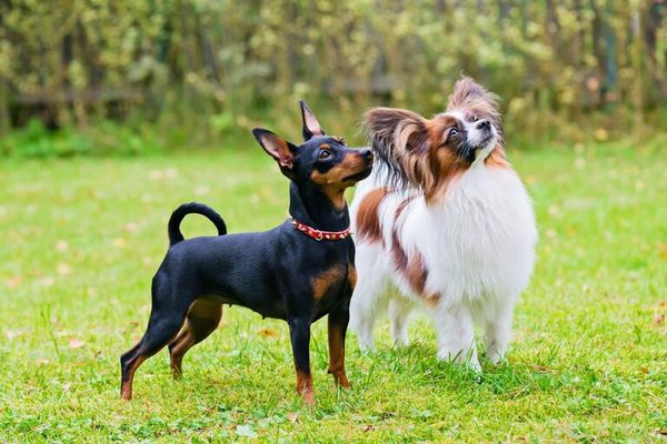 Đậu Hà Lan có chứa hàm lượng Folate cao, hỗ trợ ngăn ngừa những bệnh liên quan đến huyết áp ở chó