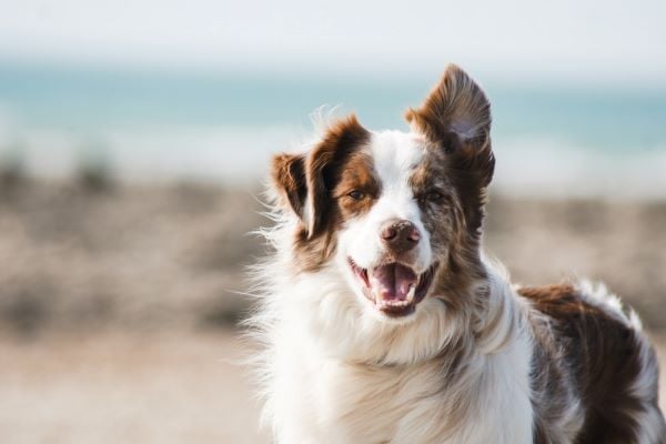 Dị ứng da (còn được gọi là viêm da dị ứng) là dạng phổ biến nhất mà chó thường mắc phải
