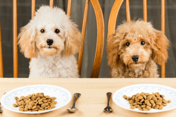 Sai lầm thứ nhất: Cho chó ăn thức ăn của động vật khác