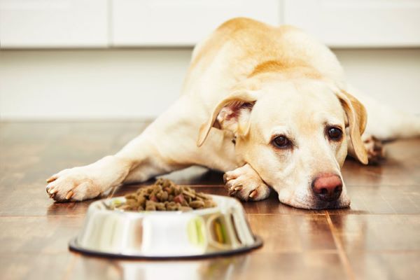 Sai lầm thứ ba: Cho chó ăn thức ăn không phù hợp
