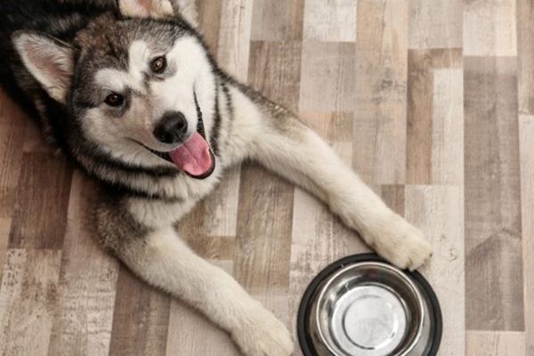 Chó Alaska cần có chế độ dinh dưỡng chuyên biệt