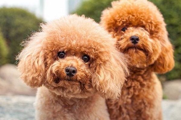 Giữ môi trường sống của chó Poodle sạch sẽ