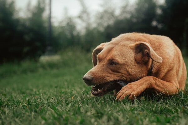 Cần hỗ trợ chó cưng chữa trị hóc nghẹn xương để không nguy hiểm tính mạng