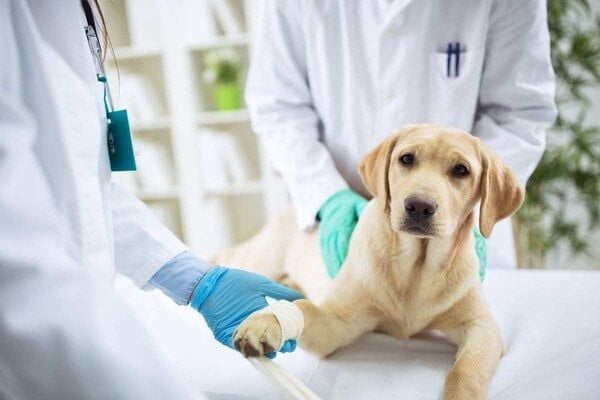 7 mẹo chăm sóc thú cưng được chuyên gia khuyên nên áp dụng