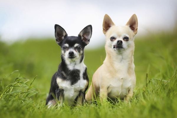 Chế độ dinh dưỡng cho chó Chihuahua lông ngắn