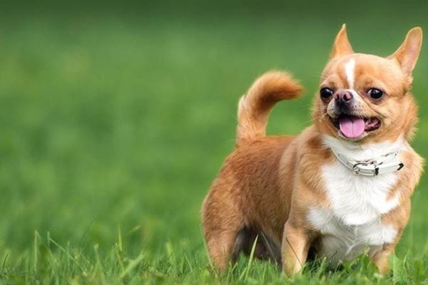 Đặc điểm tính cách của chó Chihuahua lông ngắn