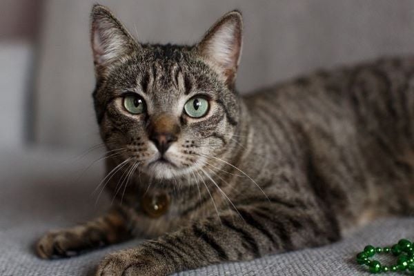 Các dấu hiệu lâm sàng của bệnh sản giật ở mèo là gì?