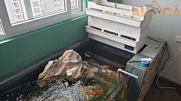 Dự án Bế cá Koi trong nhà ở Hoài Đức Hà Nội