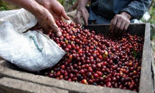 Mong Chờ Gì từ FINE ROBUSTA Việt Nam?