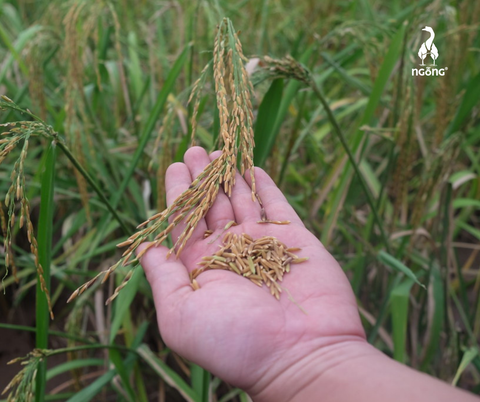 Gạo sinh thái là gì? Vì sao ngày càng được ưa chuộng tại Việt Nam?