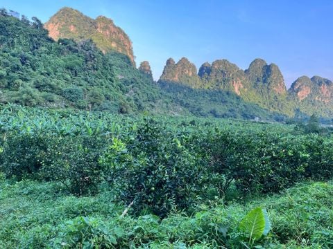 Vườn Đồng Hành - Mô Hình Canh Tác Sinh Thái Bền Vững