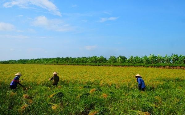 Nông dân phất lên nhờ mô hình lúa hữu cơ trên ruộng con ngoe nguẩy có  giá nửa triệukg