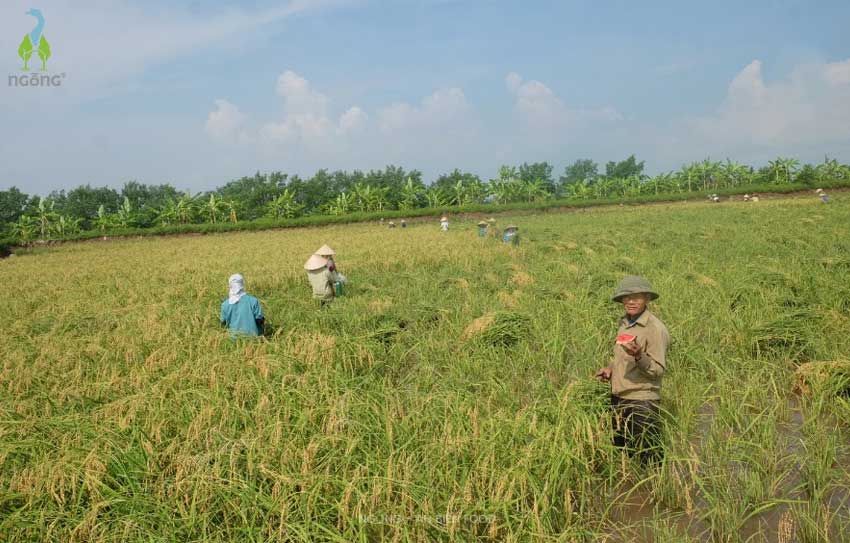 Thu Hoạch Lúa Tôm Tại Gạo Ngỗng