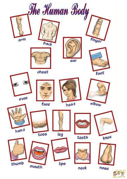 Hình vẽ các bộ phận cơ thể,