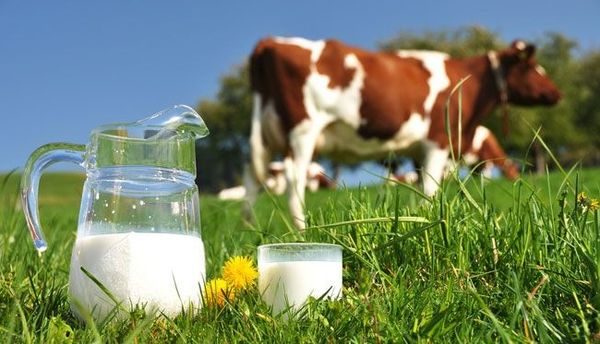 Sữa bò tươi (Raw milk)
