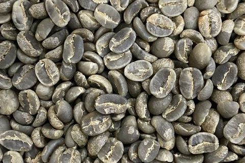 Đặc điểm một số giống cà phê Arabica - cà phê chè trồng tại Lâm Đồng