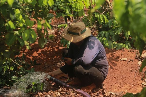 Terroir cà phê
