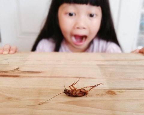 Đuổi ruồi, kiến, gián trong nhà hiệu quả không tốn sức