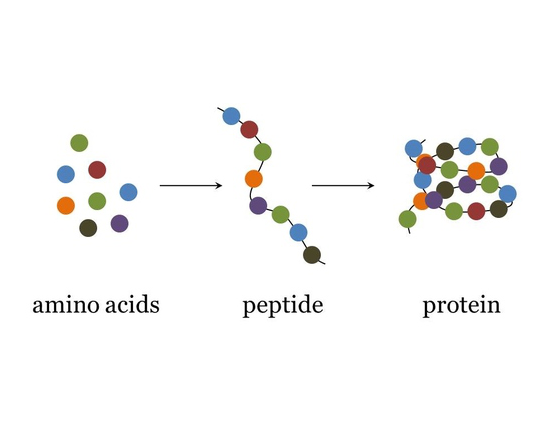 Peptide là gì? Tên và công dụng một số loại Peptide thường dùng trong mỹ phẩm