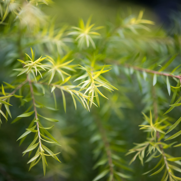 chietxuatthiennhien_tramtra