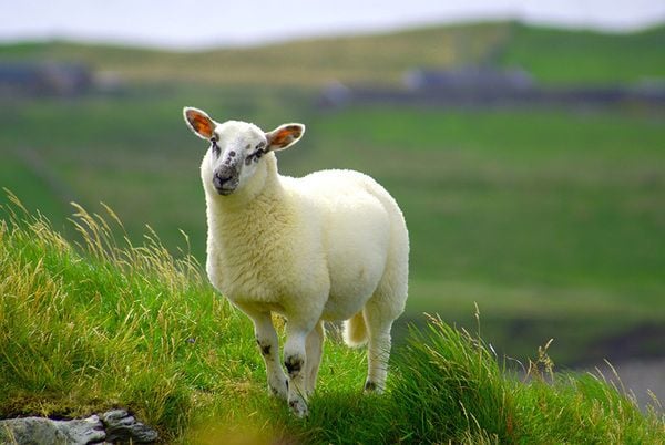 Cừu là nloài dễ dàng chiết xuất và sản xuất placenta nhất