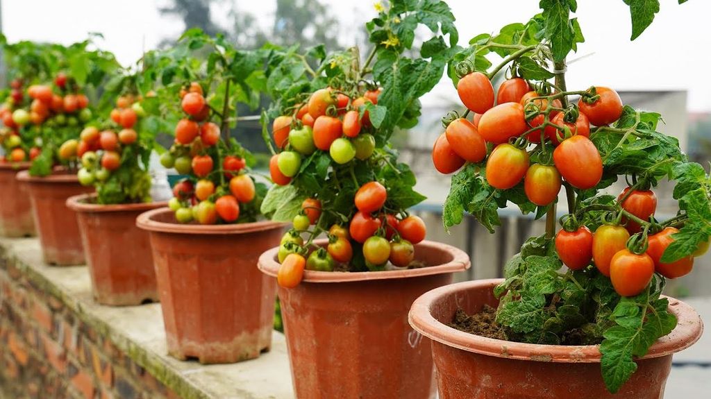 Grow Tomatoes in Planter Pots