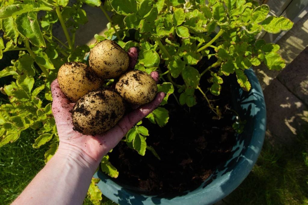 How to Grow Potatoes in Pots at Home: Easy and High Yield!