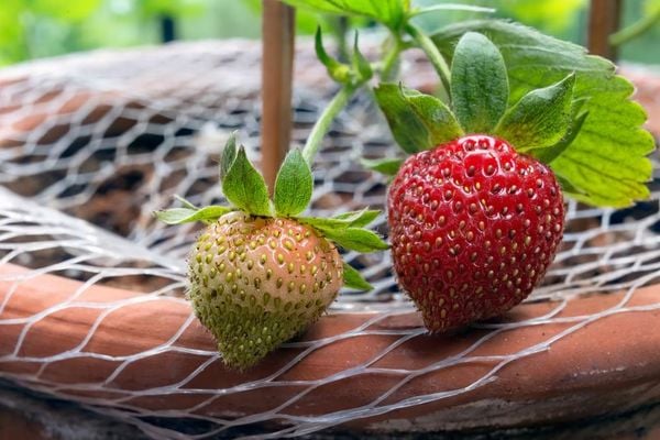 Daily Care for Strawberries in the Planter Pots
