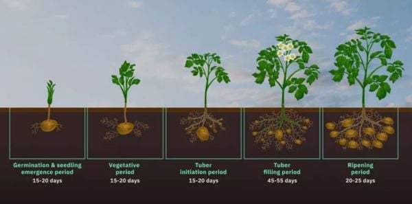 Time from planting to harvesting potatoes